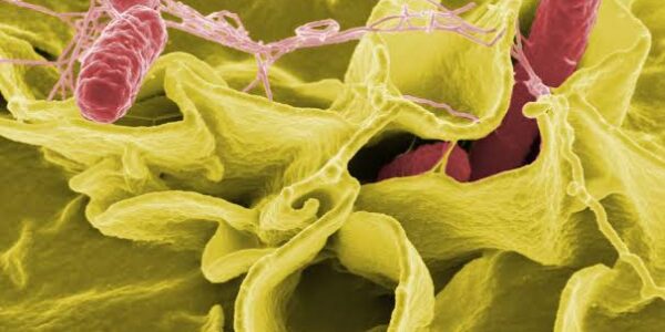 ¿Salmonella u otra infección? Por qué un diagnóstico rápido puede marcar la diferencia 12 Salmonella3