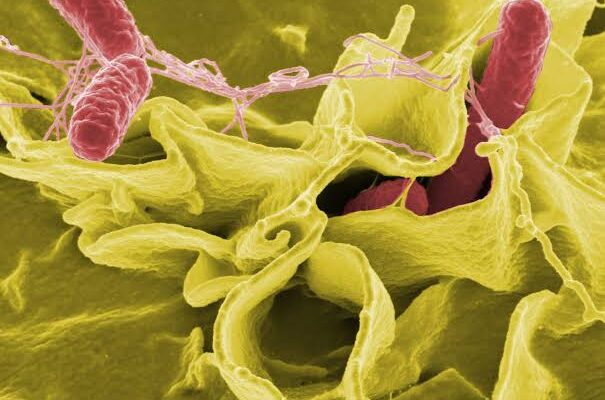 Salmonella3