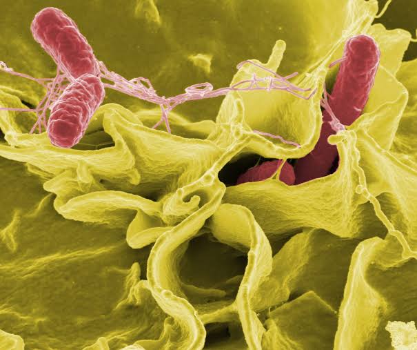 ¿Salmonella u otra infección? Por qué un diagnóstico rápido puede marcar la diferencia 1 Salmonella3